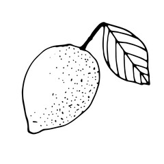 Lemon with a leaf, vector illustration, hand drawing, sketch