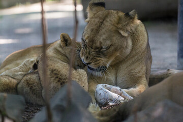 Mother lion with her babies