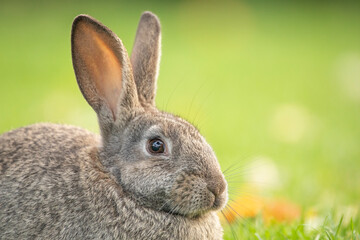 Naklejka na ściany i meble Easter gray rabbit on the green grass.