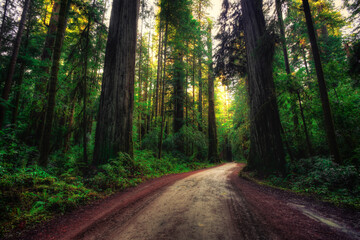 Fototapeta na wymiar Road through the Redwoods, Redwoods National and State Parks, California
