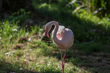 Beautiful flamingo in a zoo