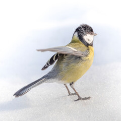 Paridae tit sits in the snow and spreads its wings.