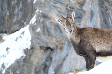 Bouquetins dans le Parc régional du Vercors