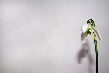 white snowdrop flower on a gray background side view,.  spring Flower