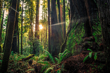 Giants of the Redwoods, Redwoods National and State Parks, California