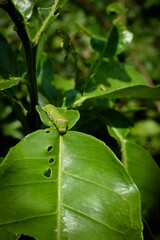 photo of green worm  on the green leaf