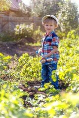 a small child in the garden digs potatoes