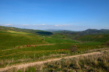 Fototapeta na wymiar cows grazing in the green fields of Sicily in sunny spring