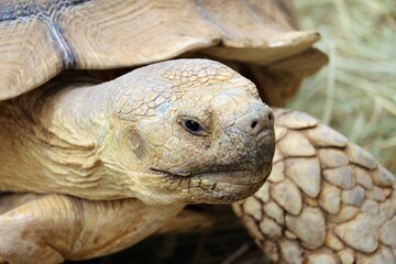 Close-up of turtle head