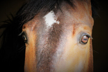 Close up of a horse head