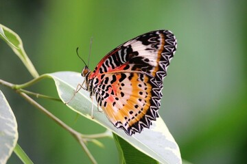 Butterfly on leaf