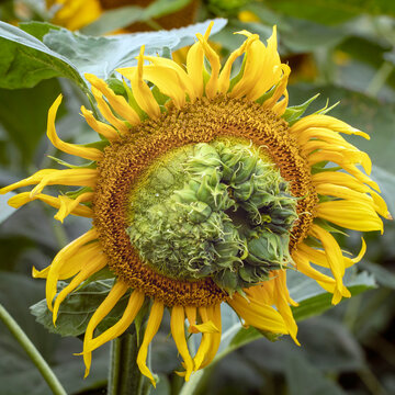 candidatus phytoplasma Sick sunflower flower close up