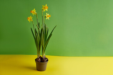 Blooming yellow daffodils in a flower pot on a gren and yellow background with copy space. Spring flowers in the soft morning sunlight