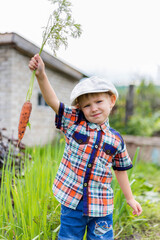 a small child in the garden digs a crop of vegetables and carrots