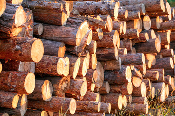 Wood logs extracted from the pine forest lie on a pile
