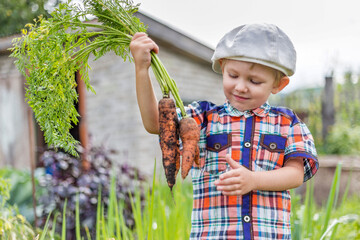 a small child in the garden digs a crop of vegetables and carrots
