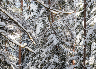 Spruce forest covered with fresh snow during winter Christmas on a sunny frosty day