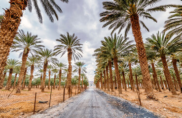 Fototapeta na wymiar Plantation of date palms for healthy food production, image depicts agriculture industry in the Middle East. 