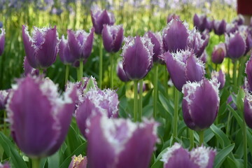 purple tulips in spring