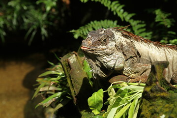 Reptile