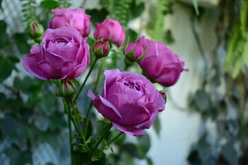 Bouquet of roses on a background of green foliage