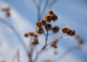  dry burdock on a sunny frosty snowy morning .abstract winter background
