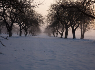 snowy winter garden on a sunny frosty morning