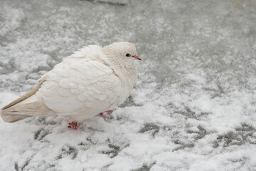 City pigeons sitting under the snow at cloudy winter day, nature and wild life