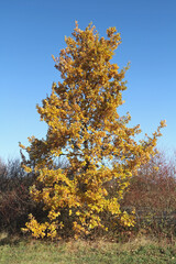 Baum im Herbst