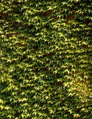 Parthenocissus tricuspidata, Vitaceae, Boston ivy, grape ivy, Japanese ivy, Japanese liana on facade of country brick house, Boston ivy leaves as decoration and decorative element of building.