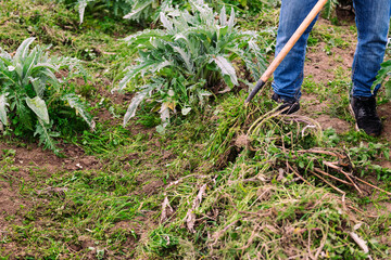 Naklejka premium unrecognizable farmer working the soil in a field