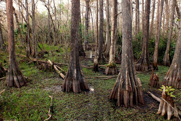 Big Cypress Swamp