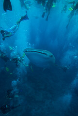 Fototapeta premium Group of people snorkeling with whale shark. Maldives