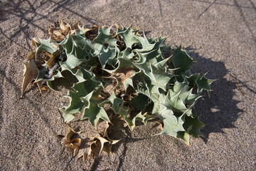 Sea holly in Elafonisi Lagoon on Crete in Greece, Europe
