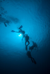 Fototapeta na wymiar Group of people snorkeling with whale shark. Maldives