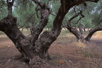 Fototapeta na wymiar Olive trees on Crete in Greece, Europe 