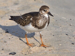Least sandpiper in Elafonisi Lagoon on Crete in Greece, Europe
