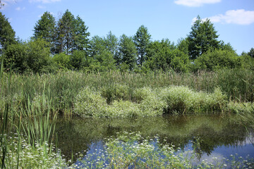 Blooming aquatic plants parasites around the river on a warm summer day.