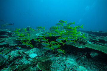 Fototapeta na wymiar Coral reefs and shoals of fish in the Maldives.
