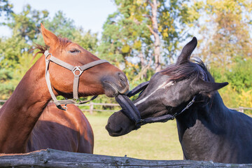 The head of a brown and black horse. Horses stand by a wooden fence.
