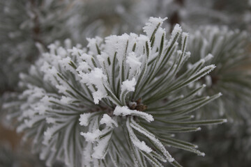 branches of lions in the snow and hoarfrost