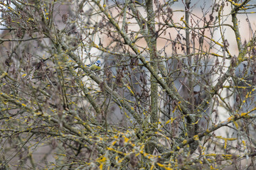 Little blue tit bird sitting on a branch on a bush. The tit has a blue head.