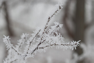 Obraz premium branches of lions in the snow and hoarfrost