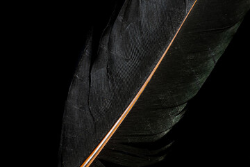black bird feather on black isolated background