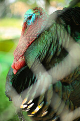 Close up of colorful turkey cock (gobbler) behind cage. Selective focus. Farm in a countryside animals. Zoo birds. Thanksgiving traditional food. 