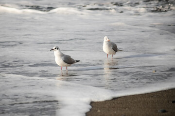 Seagull walks on the sea shore at evening time.