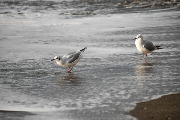 Seagull walks on the sea shore at evening time.