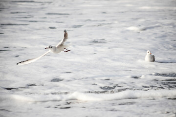 Seagull walks on the sea shore at evening time.