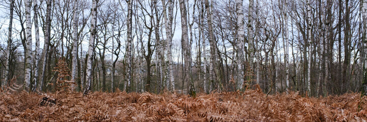 Birkenwald im Naturschutzgebiet Beversee, Bergkamen, Ruhrgebiet, Nordrhein-Westfalen, Deutschland,...