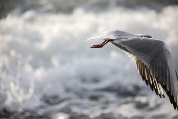 Seagull walks on the sea shore at evening time.